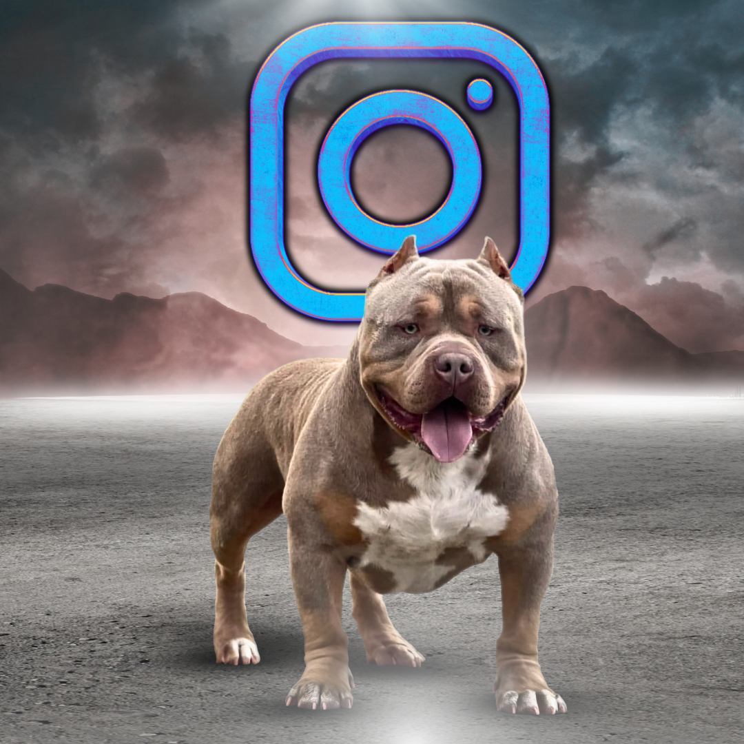 KY Finest True Love xl american bully dog Instagram