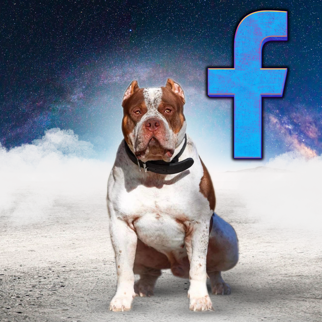 KY Finest bossy kennels grch kano xl bully dog facebook
