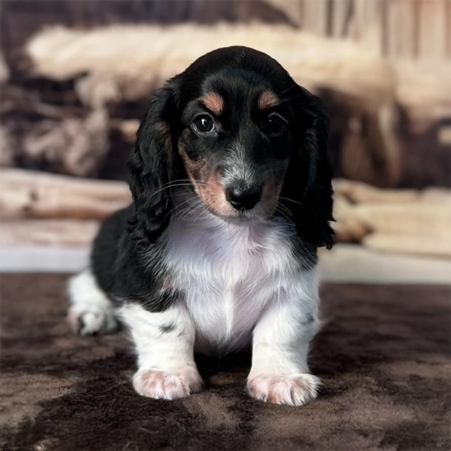 Black and tan dapple pied AKC Dachshund puppies for sale near me