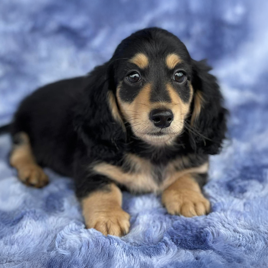 Black and tan longhaired dachshund puppy for sale AKC