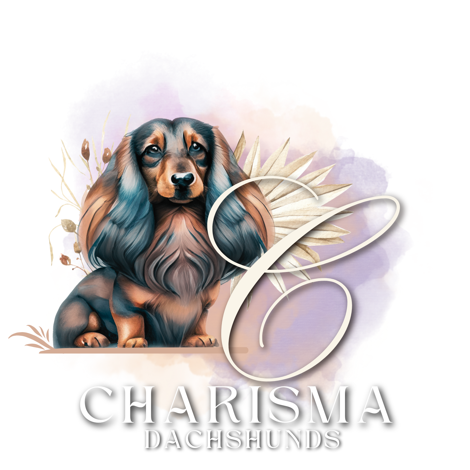 Charisma Dachshunds 