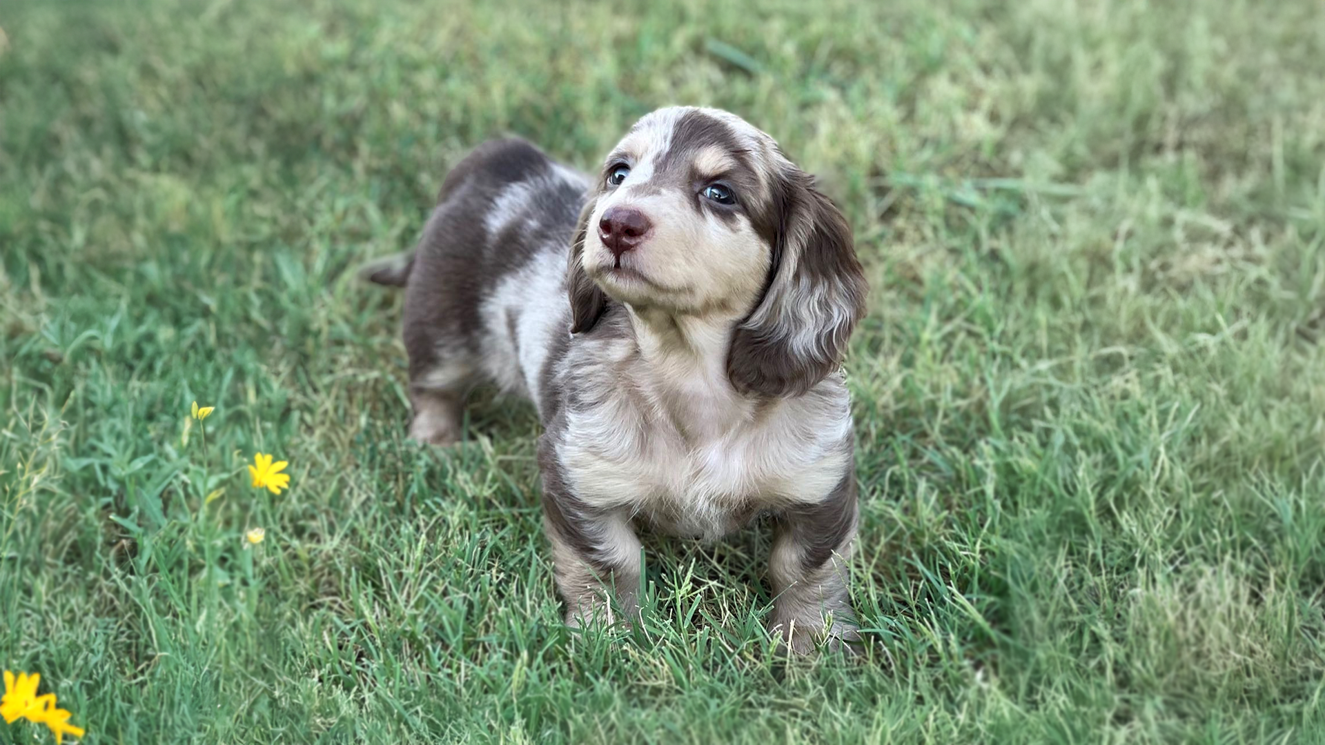 Chocolate and cream dapple Longhaired Dachshund puppies for sale