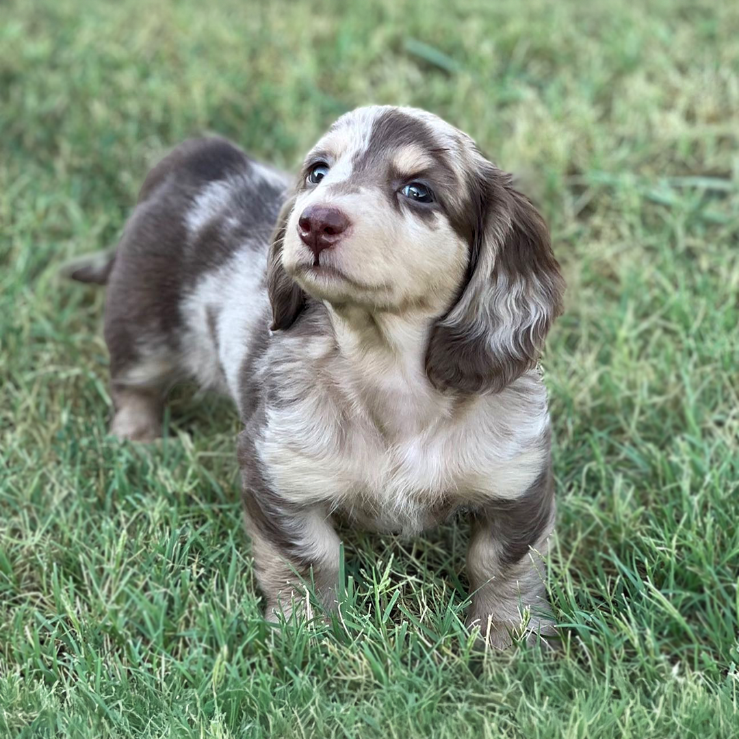 Chocolate and cream dapple Longhaired Doxie puppies for sale