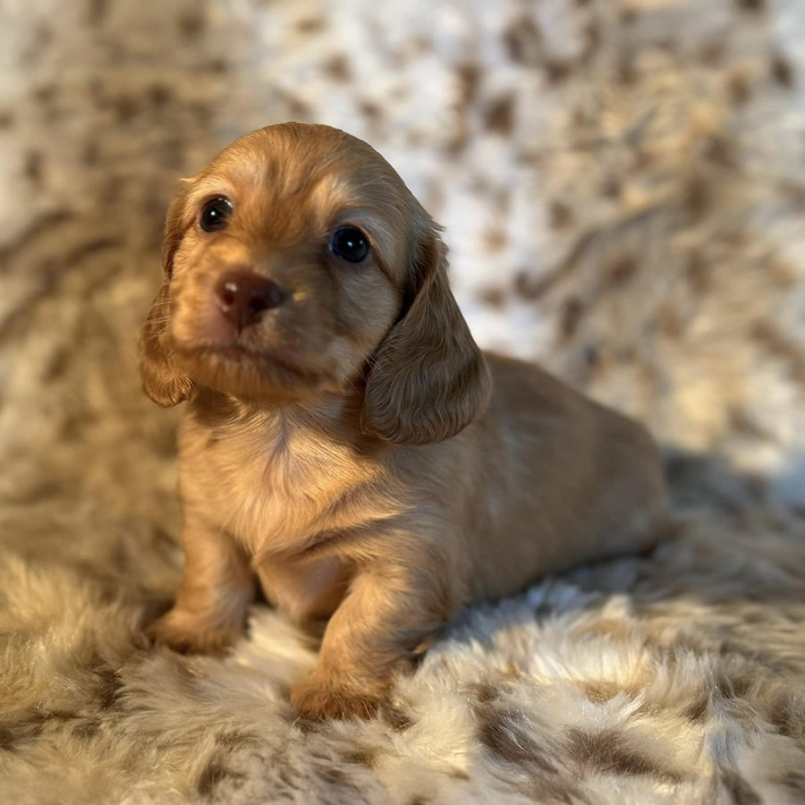 Cream longhaired AKC Dachshunds puppies for sale