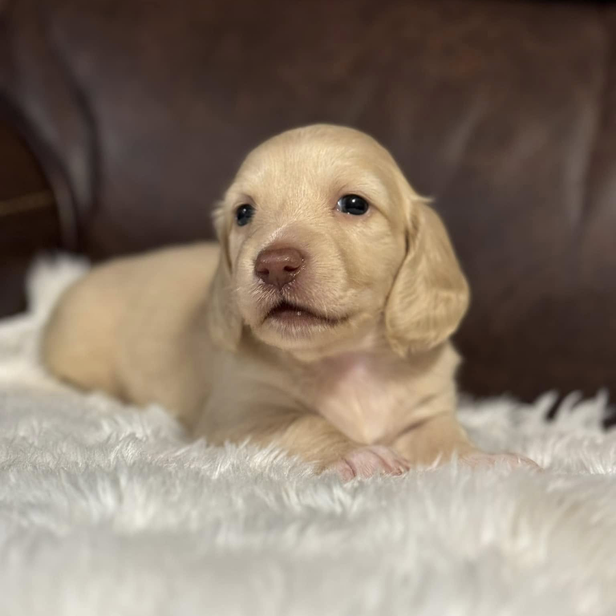Cream longhaired Dachshunds puppies for sale