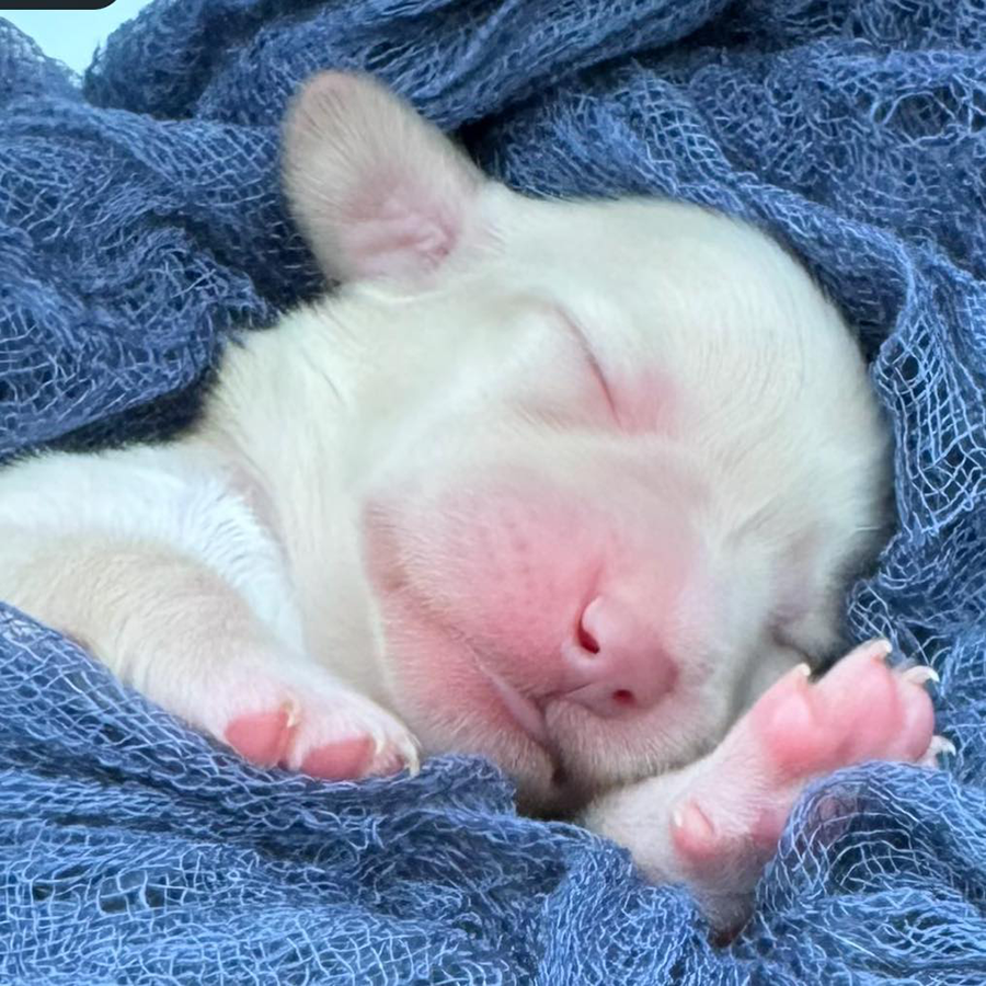 Cream longhaired Doxie puppies for sale near me