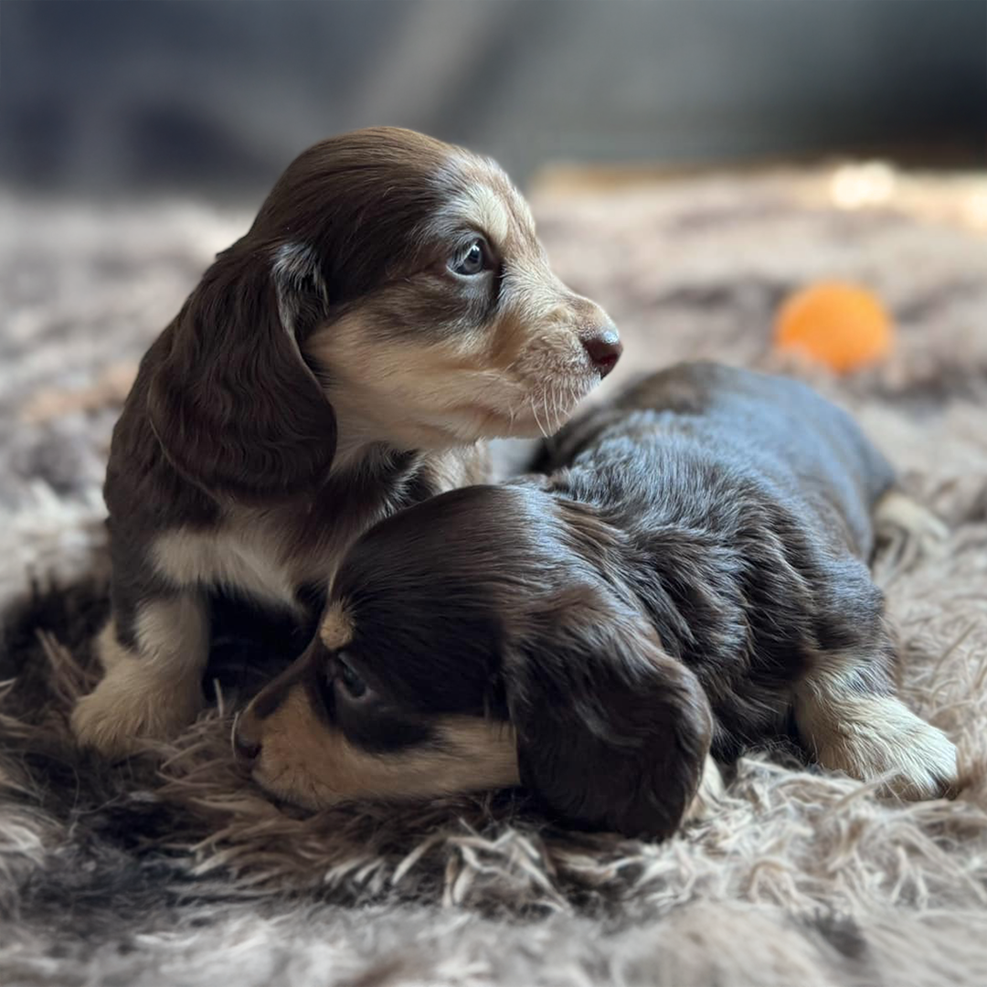 Lilac and cream AKC Longhaired Dachshund puppies for sale Arkansas