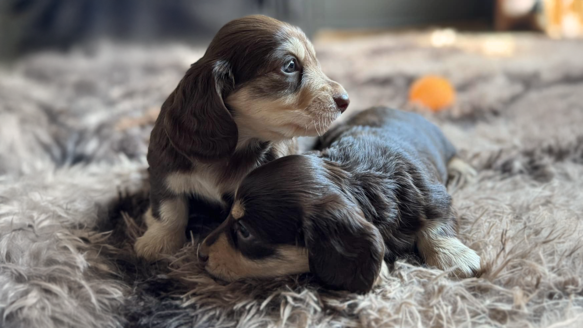 Lilac and cream AKC Longhaired Dachshunds puppies for sale Arkansas