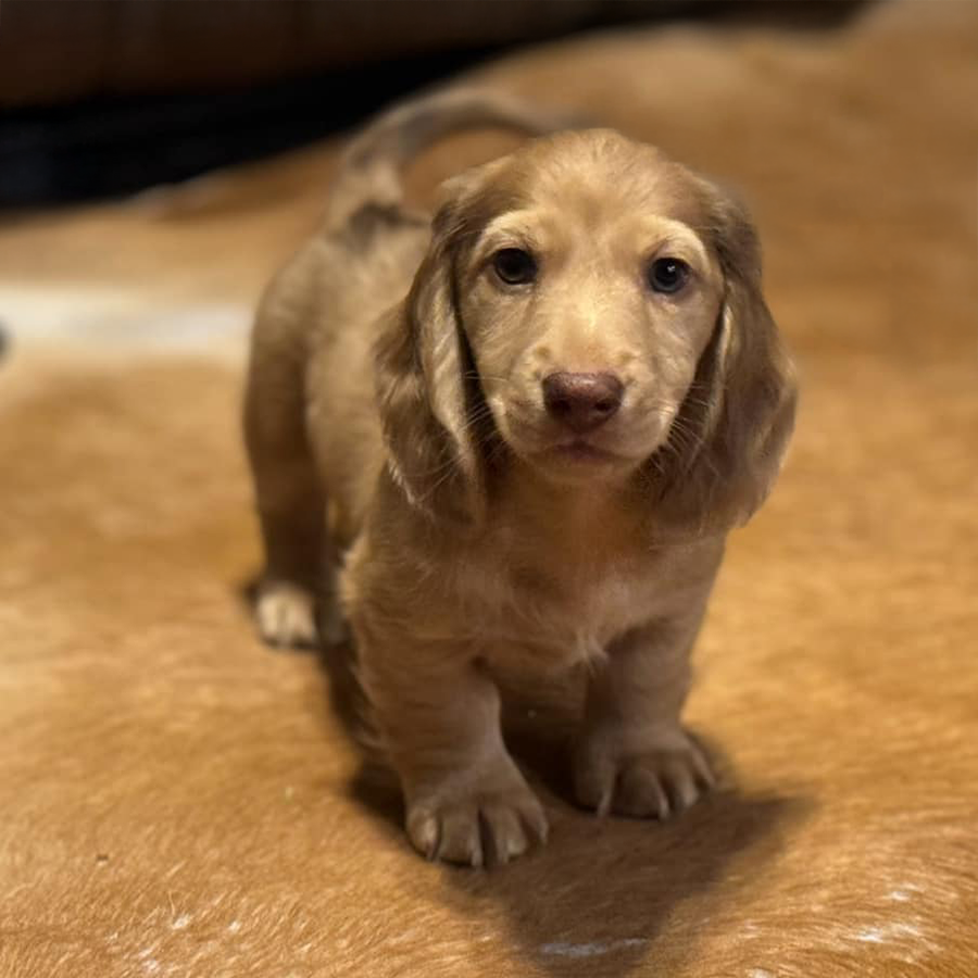 Shaded cream long haired doxie puppies for sale