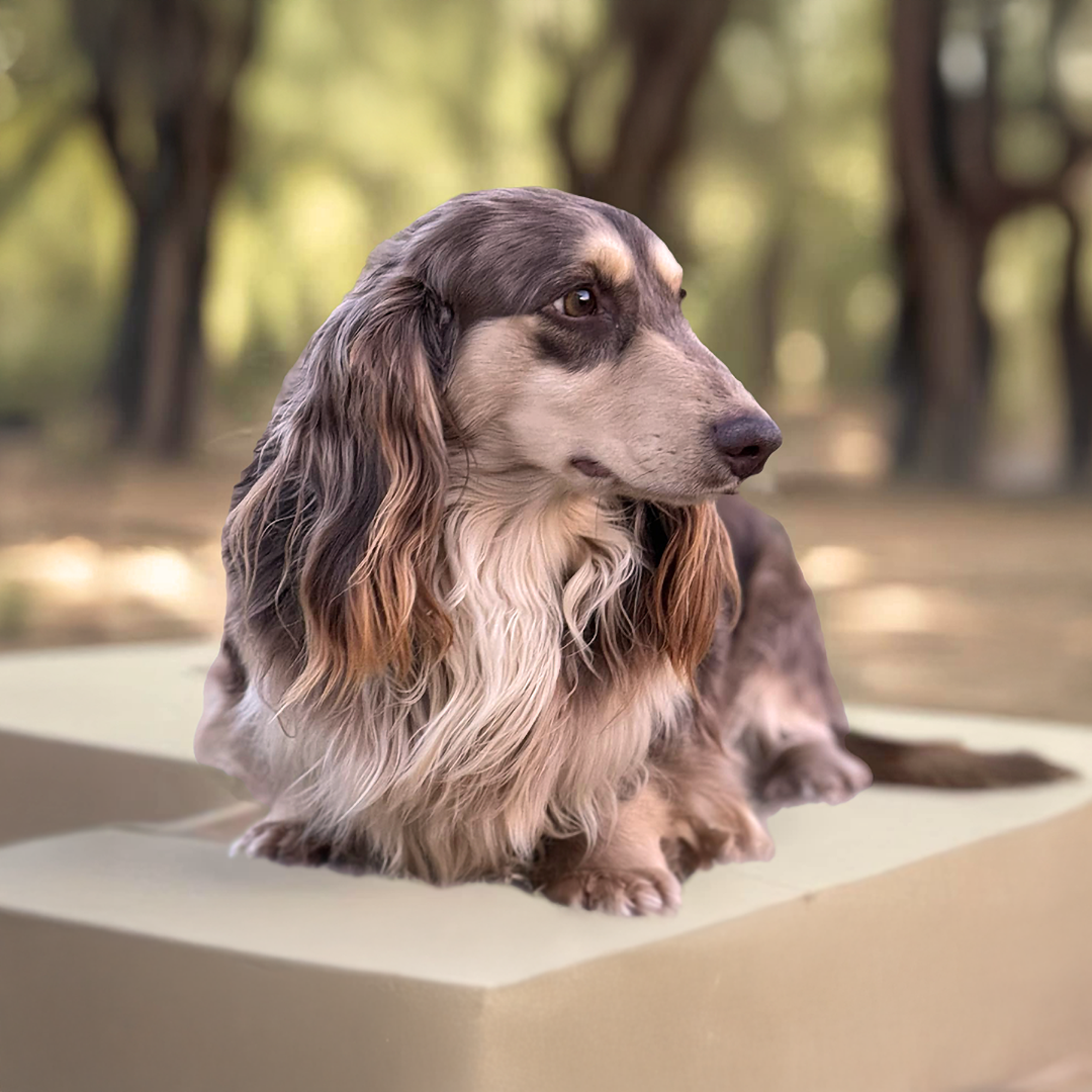 chocolate and cream dapple Longhaired Dachshund puppies from Charisma Dachshunds of Arkansas