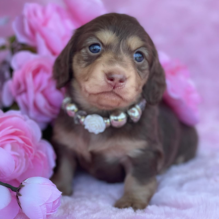 chocolate and tan longhaired doxie puppy for sale